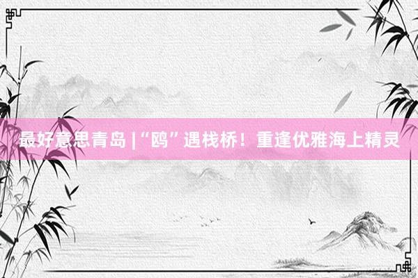 最好意思青岛 |“鸥”遇栈桥！重逢优雅海上精灵